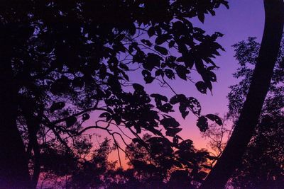 Low angle view of silhouette tree against sky at night