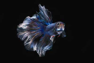 Close-up of fish swimming in sea