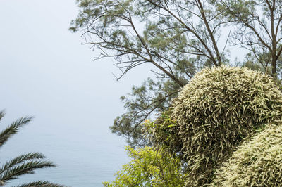Close-up of tree against clear sky