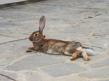 Rabbit lying down on pavement 