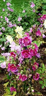 High angle view of pink flowering plant