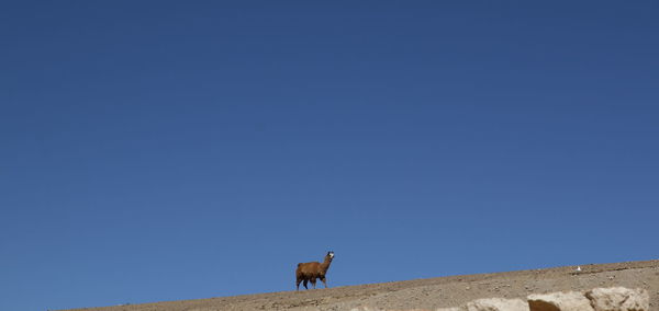 Low angle view of horse standing on desert against clear blue sky