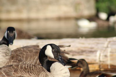 Close-up of ducks swimming in lake