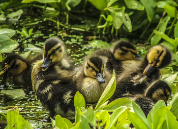 Ducklings in pond