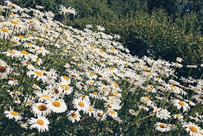 High angle view of white flowering plants on field