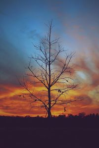 Silhouette of trees at sunset