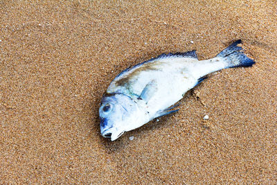 High angle view of fish on sand