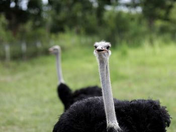 Close-up of a bird