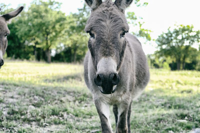 Portrait of a horse on field