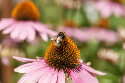 Close-up of bee pollinating on pink flower