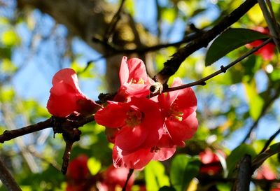 Close-up of red flowers