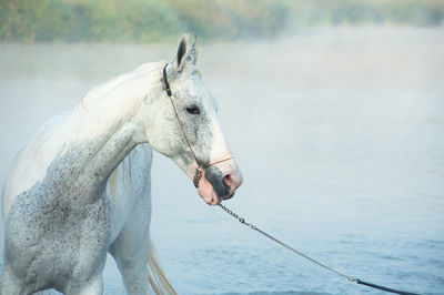 Close-up of horse