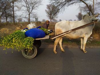 Bullock cart