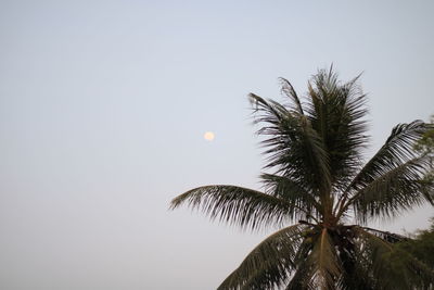 Low angle view of palm tree against sky