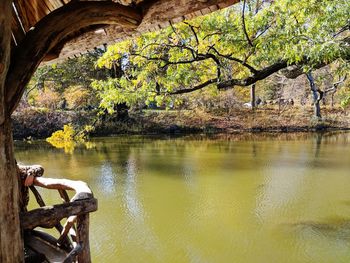 Trees by lake