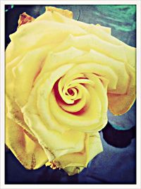 Close-up of yellow rose