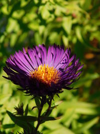 Close-up of purple flower