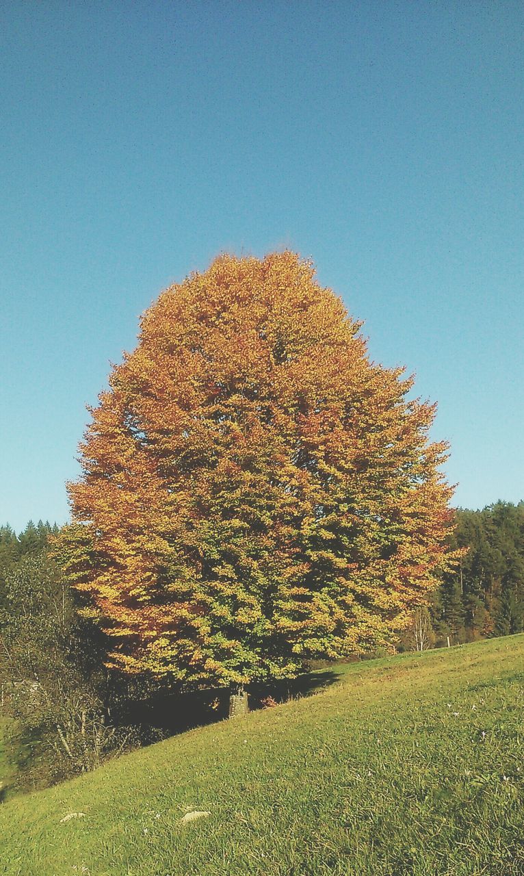 clear sky, tree, blue, growth, nature, field, tranquility, copy space, beauty in nature, autumn, season, tranquil scene, day, scenics, low angle view, change, landscape, no people, outdoors, sky