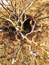 Close-up of twigs on tree