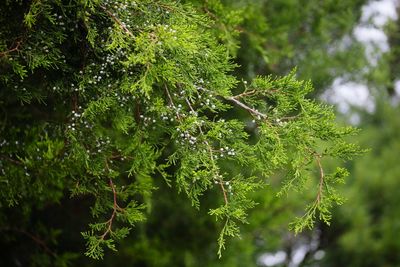 Close-up of wet tree in forest