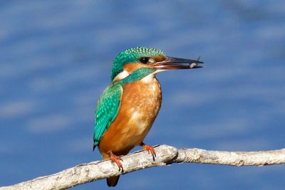 Close-up of kingfisher perching on stick against lake