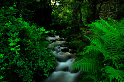 Scenic view of waterfall amidst trees in forest