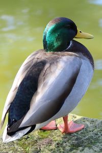 Close-up of a duck in a lake