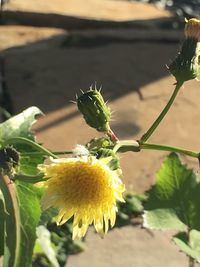 Close-up of butterfly pollinating on flower