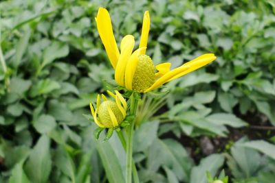 Close-up of yellow flower blooming outdoors