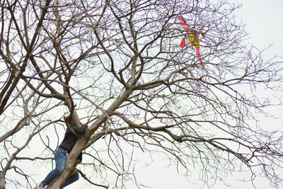 Low angle view of man retrieving kite from tree