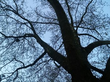 Low angle view of bare trees against sky