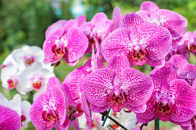 Close-up of pink orchid flowers in park