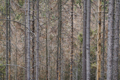 Full frame shot of dead spruce trees in forest because of bark beetles