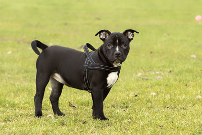 American bully pups