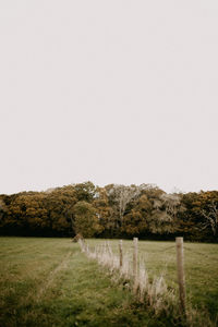 Scenic view of field against clear sky