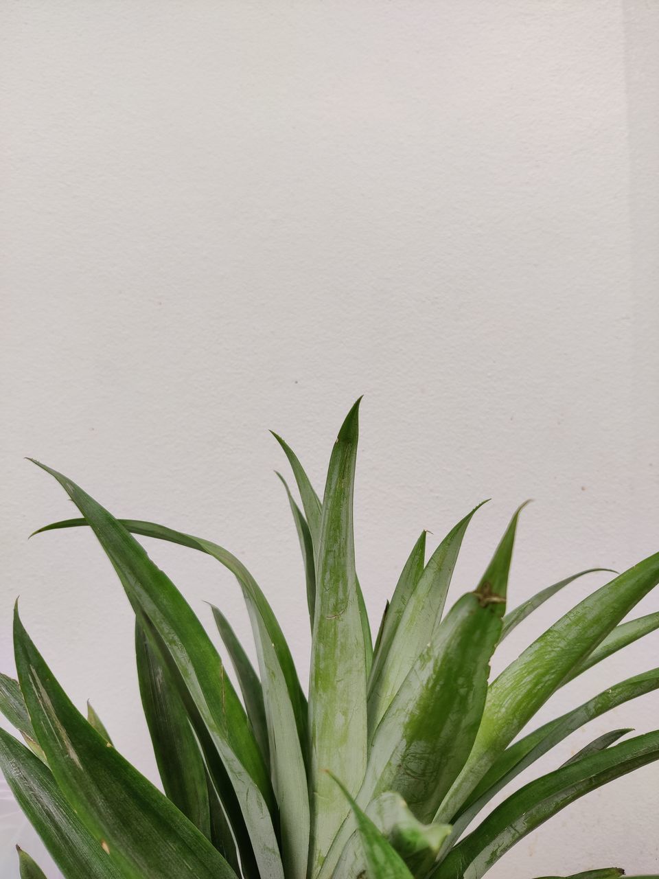 CLOSE-UP OF FRESH GREEN PLANT AGAINST WALL