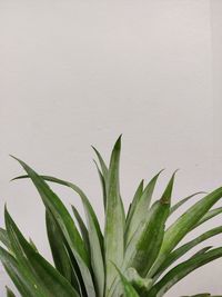 Close-up of fresh green plant against white background