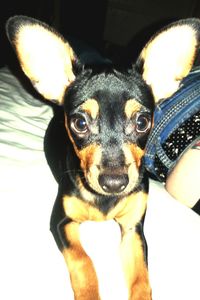 Close-up portrait of a dog