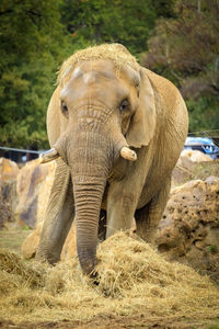 Elephant in a field