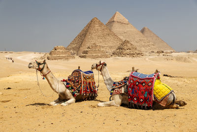 Camels in desert