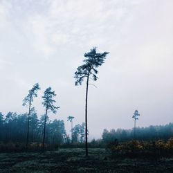 Trees in forest against sky during winter