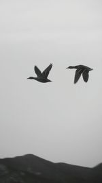 Low angle view of birds flying in sky
