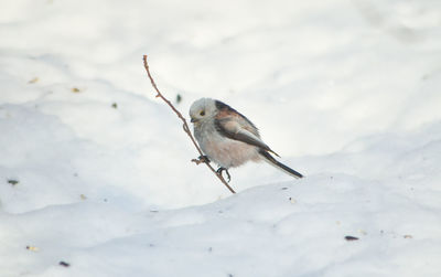 High angle view of bird on snow