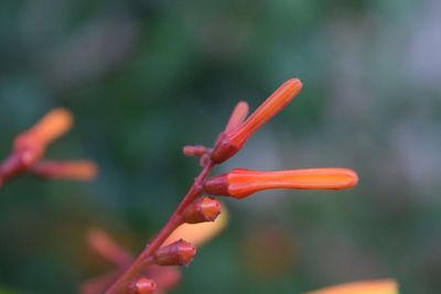 Close-up of red flowers