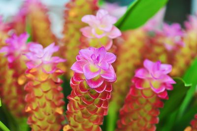 Close-up of pink flowering plants