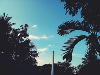 Low angle view of palm trees against blue sky