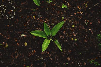 Close-up of plant at night