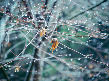 Close-up of insect on spider web