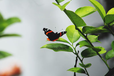 Close-up of butterfly pollinating on flower