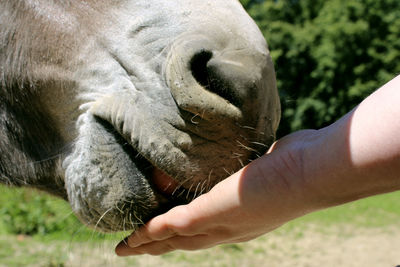 Close-up of a human hand feeding a horse